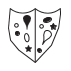 Which shield below has most in common with the shield above?